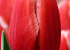 Tulipa Kung-Fu (4)
